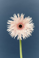 Duality 10 14K or 18K Gold, Whitegold or Rosegold Ring