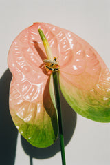 Thorn Triple Pave 18K Gold Ring w. Diamonds