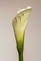 Degrade Piercing 18K Rose Gold Earring w. Lab-Grown Diamonds