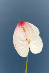 Duality 5 14K or 18K Gold, Whitegold or Rosegold Ring