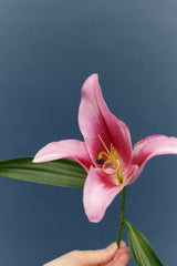 Duality 6 14K or 18K Gold, Whitegold or Rosegold Ring